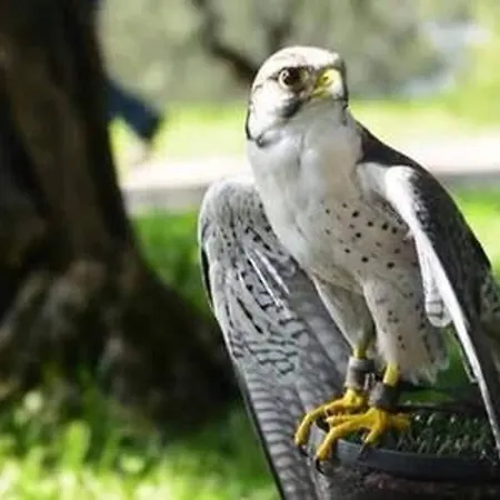 فيلة Silvana *